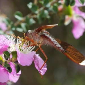 Comptosia sp. (genus) at Acton, ACT - 22 Nov 2018 10:28 AM