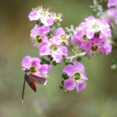 Comptosia sp. (genus) at Acton, ACT - 22 Nov 2018 10:28 AM