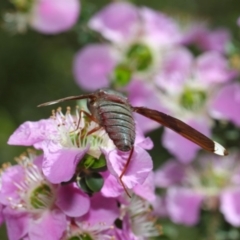 Comptosia sp. (genus) at Acton, ACT - 22 Nov 2018