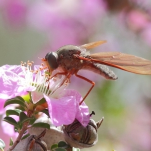 Bombyliidae (family) at Acton, ACT - 22 Nov 2018 10:30 AM