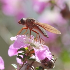 Bombyliidae (family) at Acton, ACT - 22 Nov 2018 10:30 AM