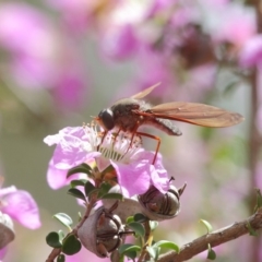 Bombyliidae (family) at Acton, ACT - 22 Nov 2018 10:30 AM