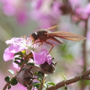 Bombyliidae (family) at Acton, ACT - 22 Nov 2018 10:30 AM