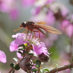 Bombyliidae (family) at Acton, ACT - 22 Nov 2018 10:30 AM