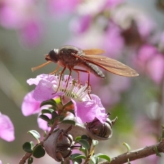 Bombyliidae (family) at Acton, ACT - 22 Nov 2018