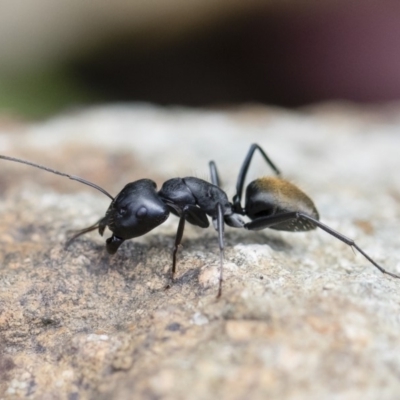 Camponotus aeneopilosus (A Golden-tailed sugar ant) at Illilanga & Baroona - 18 Nov 2018 by Illilanga