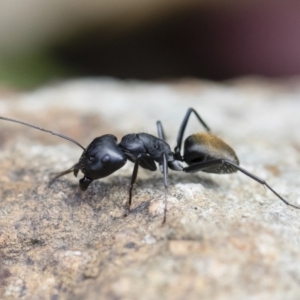 Camponotus aeneopilosus at Michelago, NSW - 18 Nov 2018
