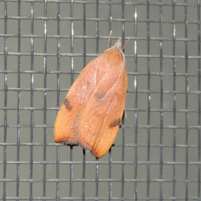 Tortricopsis uncinella (A concealer moth) at Conder, ACT - 13 Nov 2018 by MichaelBedingfield