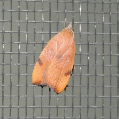 Tortricopsis uncinella (A concealer moth) at Pollinator-friendly garden Conder - 12 Nov 2018 by michaelb