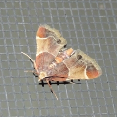 Pyralis farinalis (Meal Moth) at Conder, ACT - 12 Nov 2018 by michaelb
