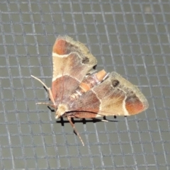 Pyralis farinalis (Meal Moth (Pyralinae) at Conder, ACT - 13 Nov 2018 by MichaelBedingfield