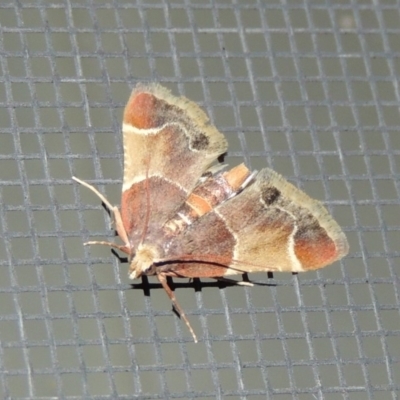 Pyralis farinalis (Meal Moth) at Pollinator-friendly garden Conder - 12 Nov 2018 by michaelb
