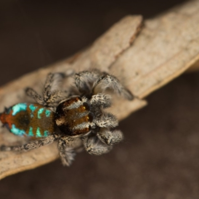 Maratus calcitrans (Kicking peacock spider) at Acton, ACT - 6 Oct 2018 by Venusaur
