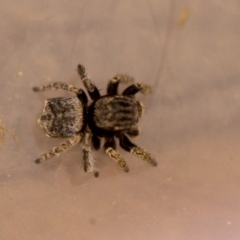 Maratus vespertilio (Bat-like peacock spider) at Black Mountain - 6 Oct 2018 by Venusaur