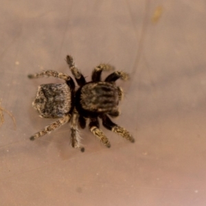 Maratus vespertilio at Acton, ACT - 7 Oct 2018