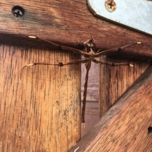 Telephlebia godeffroyi at Sanctuary Point, NSW - 21 Nov 2018