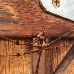 Telephlebia godeffroyi at Sanctuary Point, NSW - 21 Nov 2018