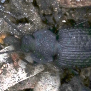 Adelium porcatum at Majura, ACT - 21 Nov 2018 12:32 PM