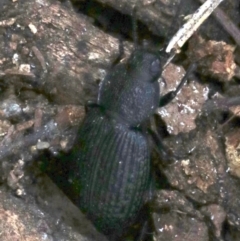 Adelium porcatum at Majura, ACT - 21 Nov 2018 12:32 PM