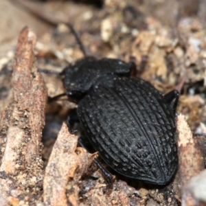 Adelium porcatum at Majura, ACT - 21 Nov 2018 12:32 PM