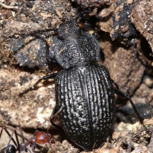 Adelium porcatum at Majura, ACT - 21 Nov 2018 12:32 PM