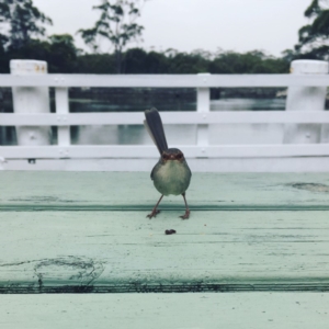 Malurus cyaneus at Huskisson, NSW - 21 Nov 2018