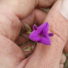 Thysanotus tuberosus subsp. tuberosus (Common Fringe-lily) at Amaroo, ACT - 23 Nov 2018 by nathkay