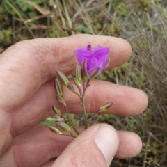 Thysanotus tuberosus subsp. tuberosus at Amaroo, ACT - 23 Nov 2018 10:39 AM