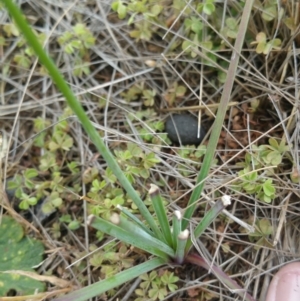 Thysanotus tuberosus subsp. tuberosus at Amaroo, ACT - 23 Nov 2018