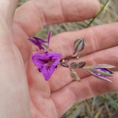 Thysanotus tuberosus subsp. tuberosus (Common Fringe-lily) at Amaroo, ACT - 22 Nov 2018 by nath_kay