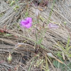 Thysanotus tuberosus subsp. tuberosus at Amaroo, ACT - 23 Nov 2018