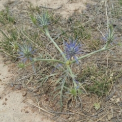 Eryngium ovinum (Blue Devil) at Amaroo, ACT - 22 Nov 2018 by nath_kay