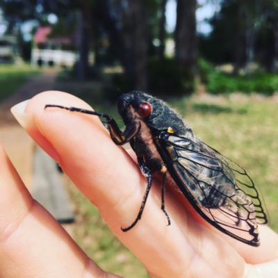 Psaltoda moerens (Redeye cicada) at Wirreecoo Trail - 9 Nov 2018 by EmmCrane