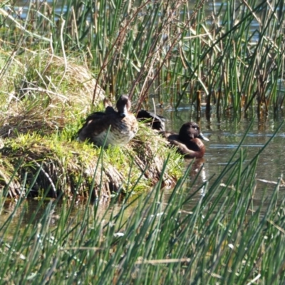 Aythya australis (Hardhead) at Crackenback, NSW - 2 Nov 2018 by wombey