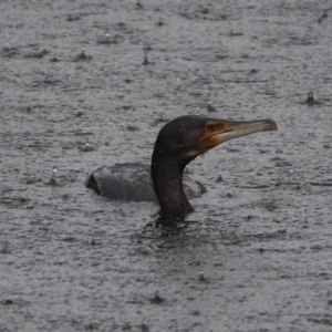 Phalacrocorax carbo at Crackenback, NSW - 6 Nov 2018