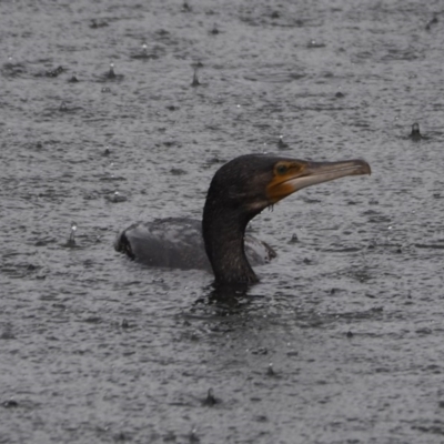 Phalacrocorax carbo (Great Cormorant) at Crackenback, NSW - 5 Nov 2018 by wombey