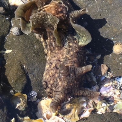 Aplysia argus (Spotted Sea Hare) at Jervis Bay Marine Park - 30 Jun 2018 by Emm Crane