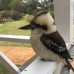 Dacelo novaeguineae (Laughing Kookaburra) at Huskisson, NSW - 2 Jun 2018 by EmmCrane