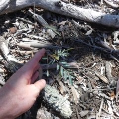Indigofera australis subsp. australis (Australian Indigo) at Mount Ainslie - 23 Nov 2018 by WalterEgo