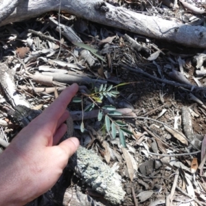 Indigofera australis subsp. australis at Majura, ACT - 24 Nov 2018 10:35 AM