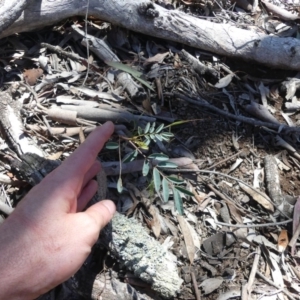 Indigofera australis subsp. australis at Majura, ACT - 24 Nov 2018