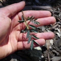 Indigofera australis subsp. australis at Majura, ACT - 24 Nov 2018