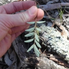 Indigofera australis subsp. australis at Majura, ACT - 24 Nov 2018