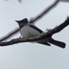 Myiagra cyanoleuca (Satin Flycatcher) at Crackenback, NSW - 7 Nov 2018 by wombey