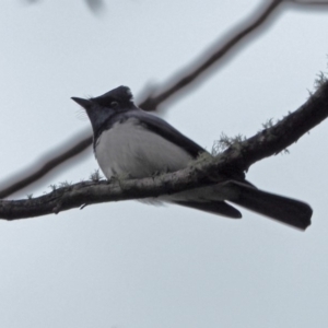 Myiagra cyanoleuca at Crackenback, NSW - 7 Nov 2018 12:00 AM