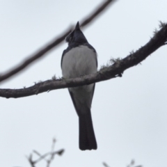 Myiagra cyanoleuca at Crackenback, NSW - 7 Nov 2018 12:00 AM