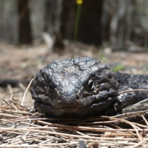 Tiliqua rugosa at Hackett, ACT - 24 Nov 2018