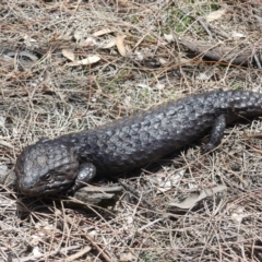 Tiliqua rugosa at Hackett, ACT - 24 Nov 2018