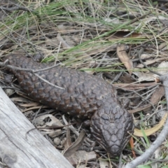 Tiliqua rugosa (Shingleback Lizard) at Hackett, ACT - 24 Nov 2018 by WalterEgo