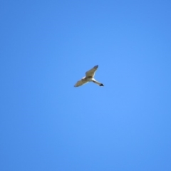 Falco cenchroides (Nankeen Kestrel) at Googong Foreshore - 23 Nov 2018 by KShort